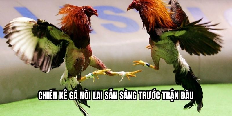 Đá Gà Cựa Dao – Xem Full HD Chất Lượng Cao Tại JJ88 Chiến kê gà nòi lai sẵn sàng trước trận đấu