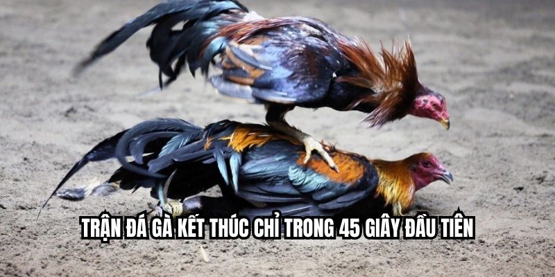 Đá Gà Cựa Dao – Xem Full HD Chất Lượng Cao Tại JJ88 Trận đá gà kết thúc chỉ trong 45 giây đầu tiên